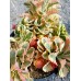 Седум Sedum takesimense Atlantis